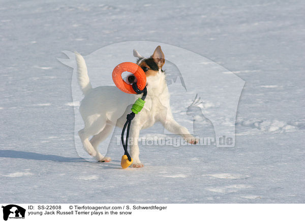 junger Parson Russell Terrier spielt im Schnee / young Parson Russell Terrier plays in the snow / SS-22608
