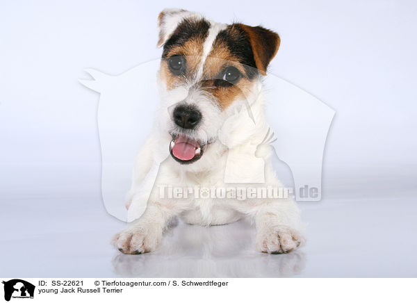 junger Parson Russell Terrier / young Parson Russell Terrier / SS-22621