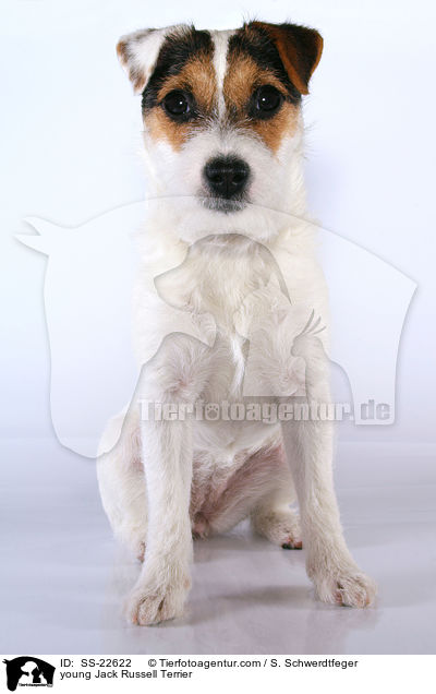junger Parson Russell Terrier / young Parson Russell Terrier / SS-22622