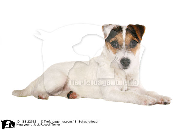 liegender junger Parson Russell Terrier / lying young Parson Russell Terrier / SS-22632