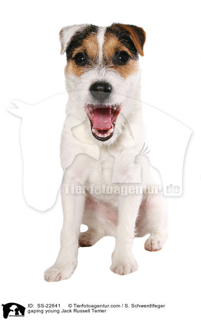 gaping young Jack Russell Terrier / SS-22641