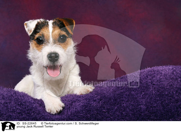 junger Parson Russell Terrier / young Parson Russell Terrier / SS-22645