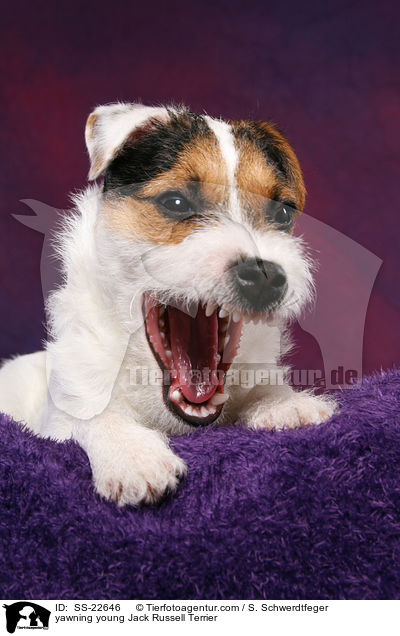 ghnender junger Parson Russell Terrier / yawning young Parson Russell Terrier / SS-22646