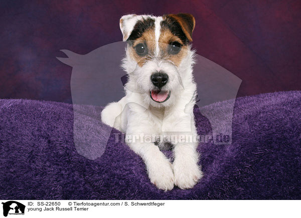junger Parson Russell Terrier / young Parson Russell Terrier / SS-22650