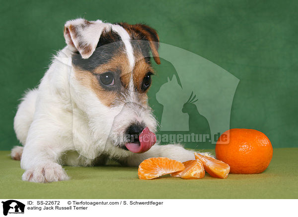fressender Parson Russell Terrier / eating Parson Russell Terrier / SS-22672