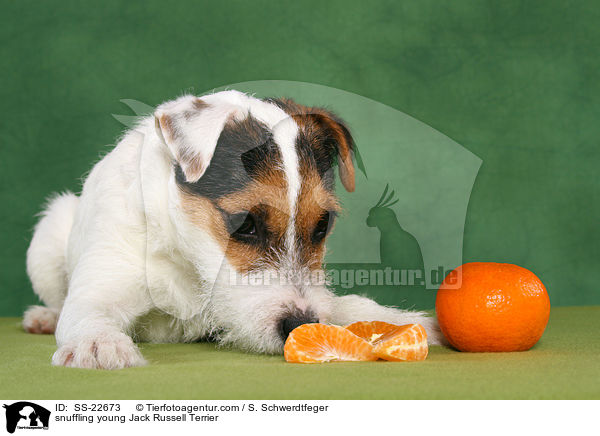 schnuppernder junger Parson Russell Terrier / snuffling young Parson Russell Terrier / SS-22673