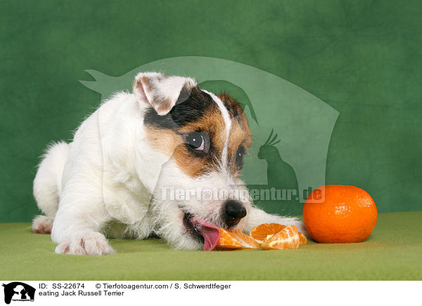 fressender Parson Russell Terrier / eating Parson Russell Terrier / SS-22674