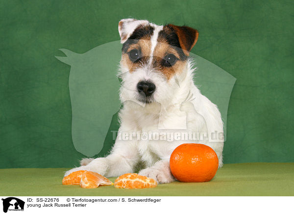 junger Parson Russell Terrier / young Parson Russell Terrier / SS-22676