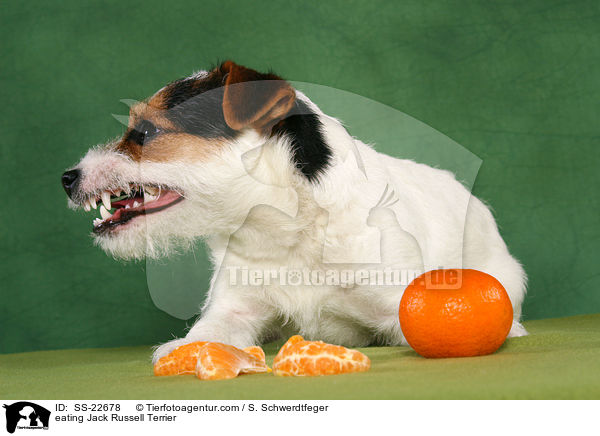 fressender Parson Russell Terrier / eating Parson Russell Terrier / SS-22678
