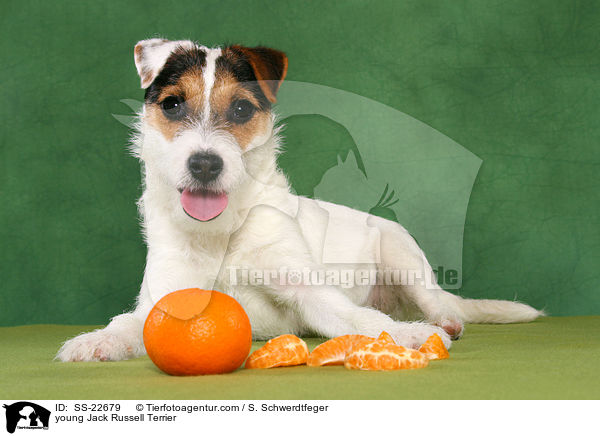 junger Parson Russell Terrier / young Parson Russell Terrier / SS-22679