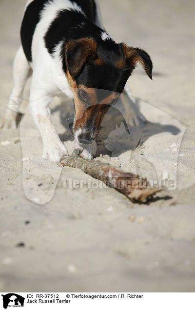 Jack Russell Terrier / Jack Russell Terrier / RR-37512