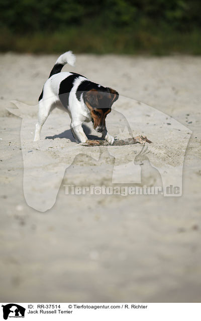 Jack Russell Terrier / Jack Russell Terrier / RR-37514