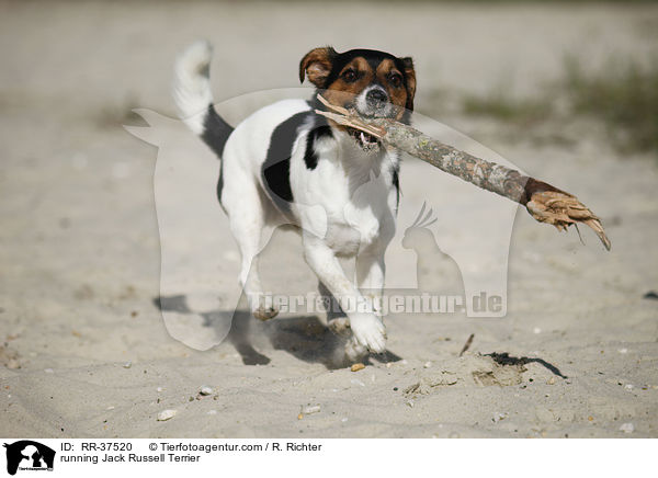 rennender Jack Russell Terrier / running Jack Russell Terrier / RR-37520