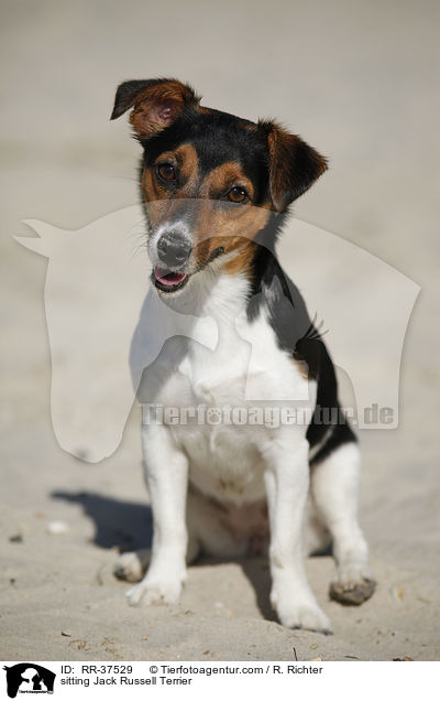 sitting Jack Russell Terrier / RR-37529
