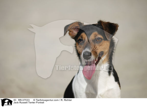 Jack Russell Terrier Portrait / Jack Russell Terrier Portrait / RR-37533