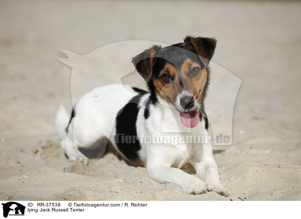 lying Jack Russell Terrier / RR-37538