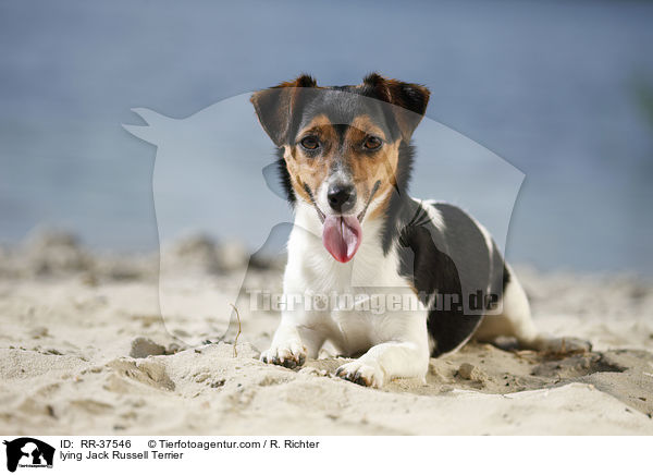 lying Jack Russell Terrier / RR-37546