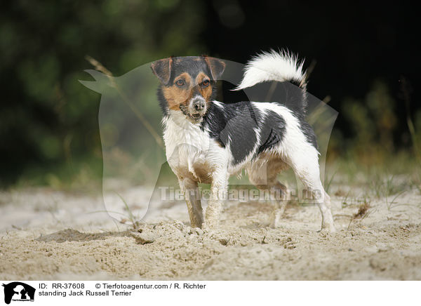 stehender Jack Russell Terrier / standing Jack Russell Terrier / RR-37608