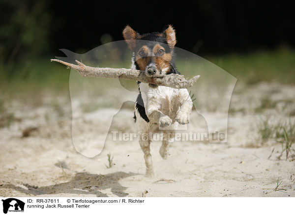 rennender Jack Russell Terrier / running Jack Russell Terrier / RR-37611