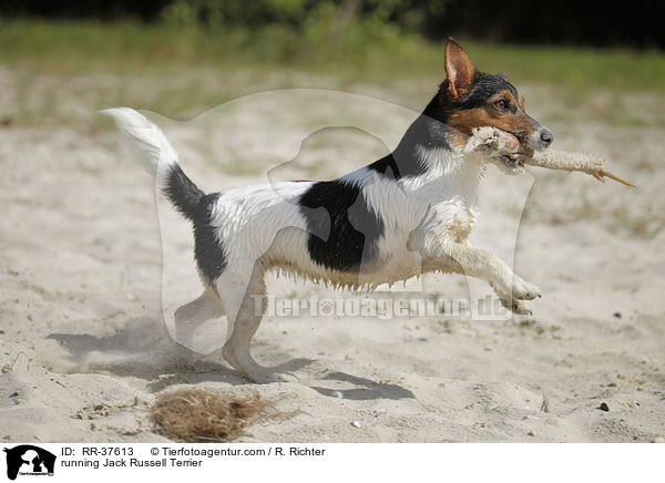 rennender Jack Russell Terrier / running Jack Russell Terrier / RR-37613