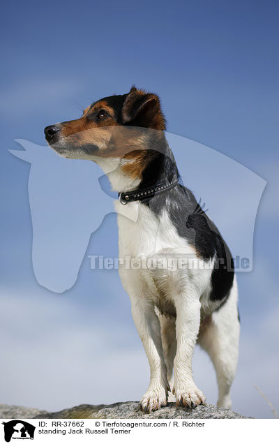 stehender Jack Russell Terrier / standing Jack Russell Terrier / RR-37662