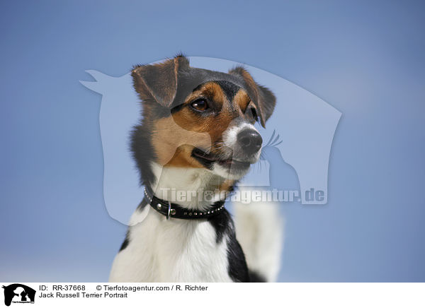 Jack Russell Terrier Portrait / Jack Russell Terrier Portrait / RR-37668