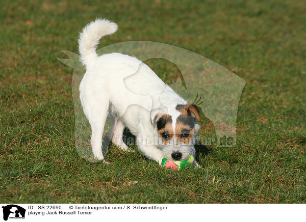 spielender Parson Russell Terrier / playing Parson Russell Terrier / SS-22690