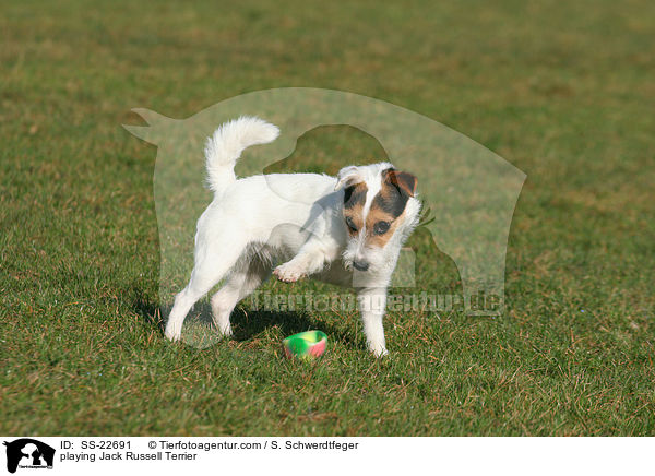 spielender Parson Russell Terrier / playing Parson Russell Terrier / SS-22691