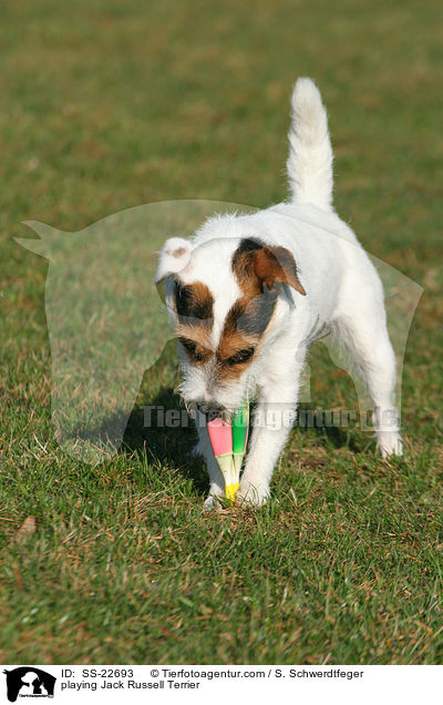 spielender Parson Russell Terrier / playing Parson Russell Terrier / SS-22693