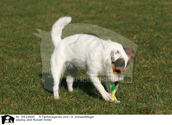 spielender Parson Russell Terrier / playing Parson Russell Terrier / SS-22695