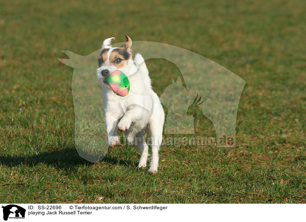 spielender Parson Russell Terrier / playing Parson Russell Terrier / SS-22696