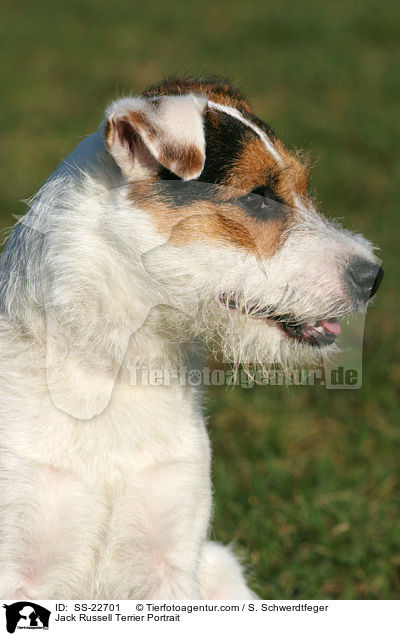 Parson Russell Terrier Portrait / Parson Russell Terrier Portrait / SS-22701