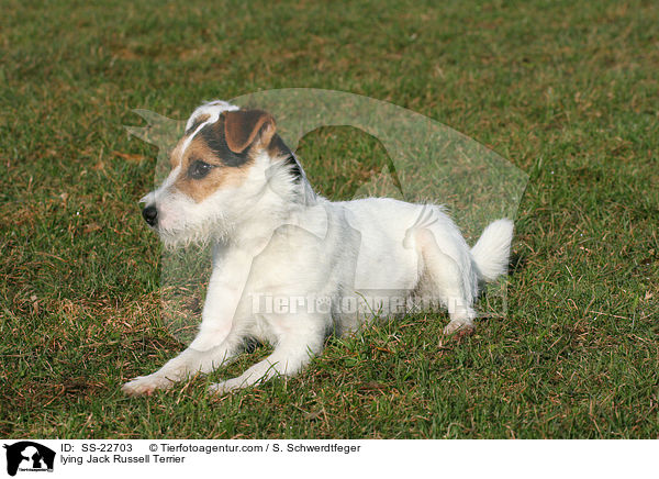 liegender Parson Russell Terrier / lying Parson Russell Terrier / SS-22703