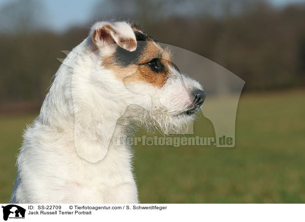 Parson Russell Terrier Portrait / Parson Russell Terrier Portrait / SS-22709