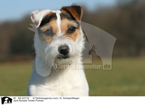 Parson Russell Terrier Portrait / Parson Russell Terrier Portrait / SS-22710
