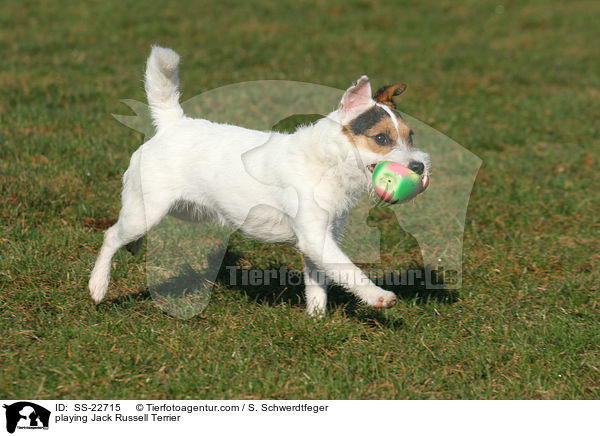 spielender Parson Russell Terrier / playing Parson Russell Terrier / SS-22715
