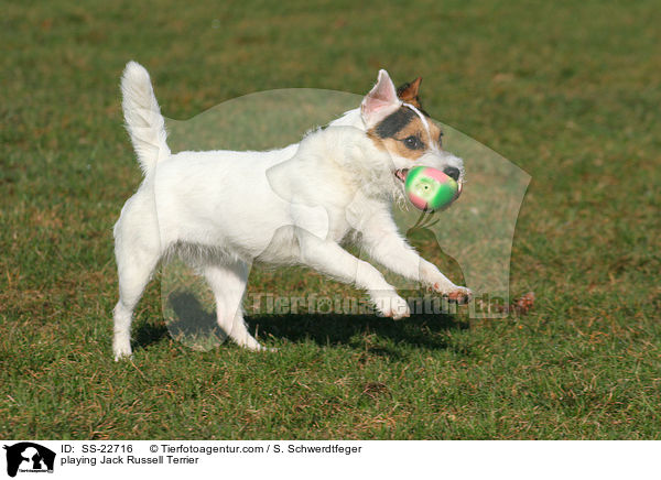 spielender Parson Russell Terrier / playing Parson Russell Terrier / SS-22716