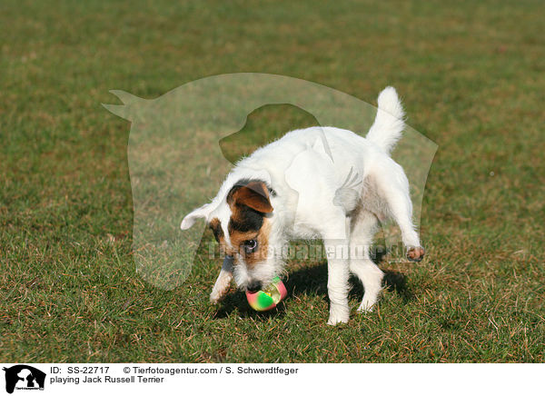 spielender Parson Russell Terrier / playing Parson Russell Terrier / SS-22717