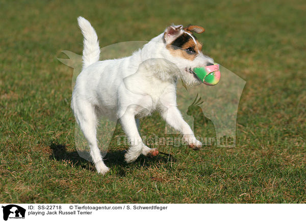 spielender Parson Russell Terrier / playing Parson Russell Terrier / SS-22718