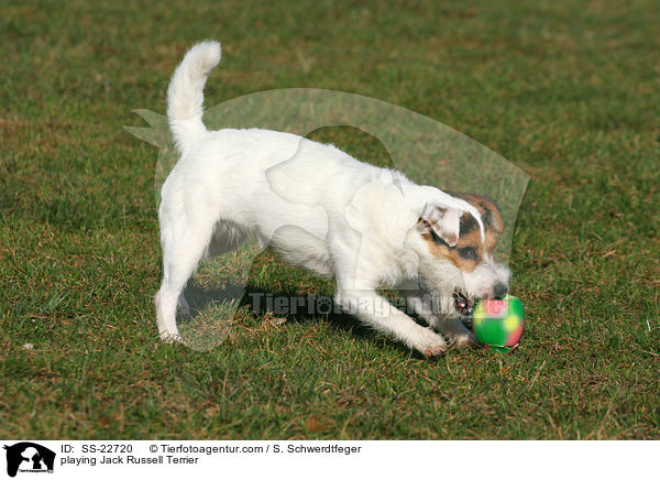 spielender Parson Russell Terrier / playing Parson Russell Terrier / SS-22720