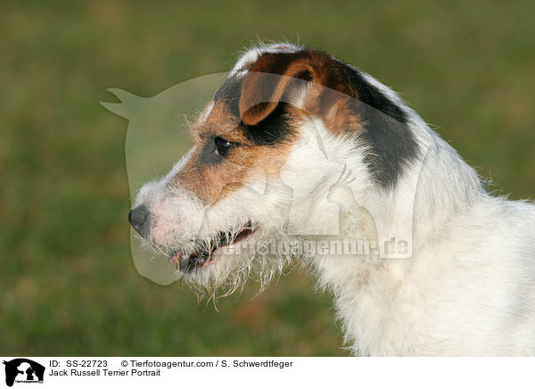 Parson Russell Terrier Portrait / Parson Russell Terrier Portrait / SS-22723