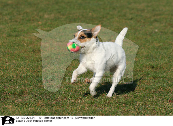 spielender Parson Russell Terrier / playing Parson Russell Terrier / SS-22724