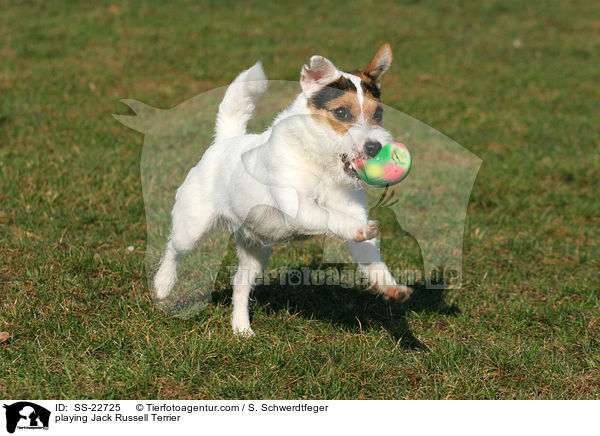 spielender Parson Russell Terrier / playing Parson Russell Terrier / SS-22725