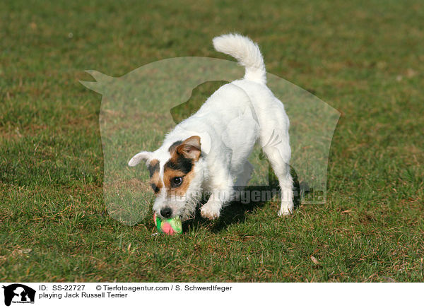 spielender Parson Russell Terrier / playing Parson Russell Terrier / SS-22727