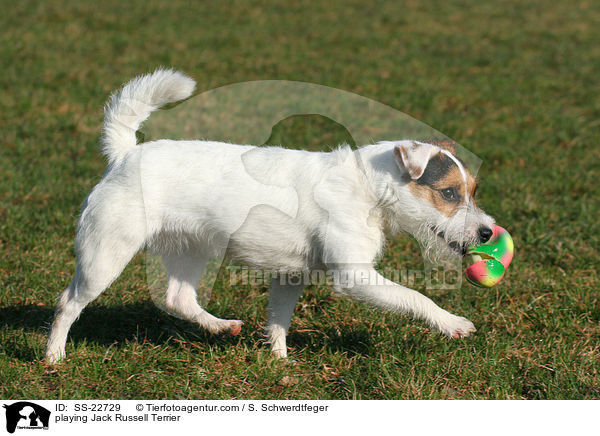 spielender Parson Russell Terrier / playing Parson Russell Terrier / SS-22729