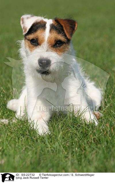 liegender Parson Russell Terrier / lying Parson Russell Terrier / SS-22732