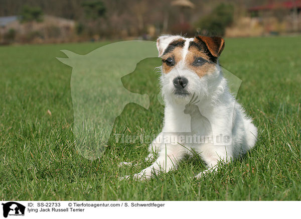 liegender Parson Russell Terrier / lying Parson Russell Terrier / SS-22733