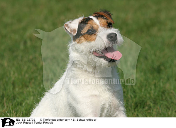 Parson Russell Terrier Portrait / Parson Russell Terrier Portrait / SS-22736
