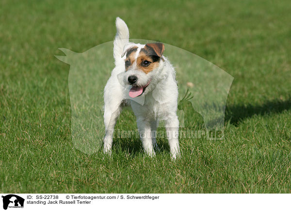 stehender Parson Russell Terrier / standing Parson Russell Terrier / SS-22738