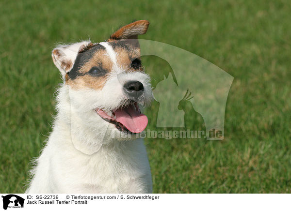 Parson Russell Terrier Portrait / Parson Russell Terrier Portrait / SS-22739